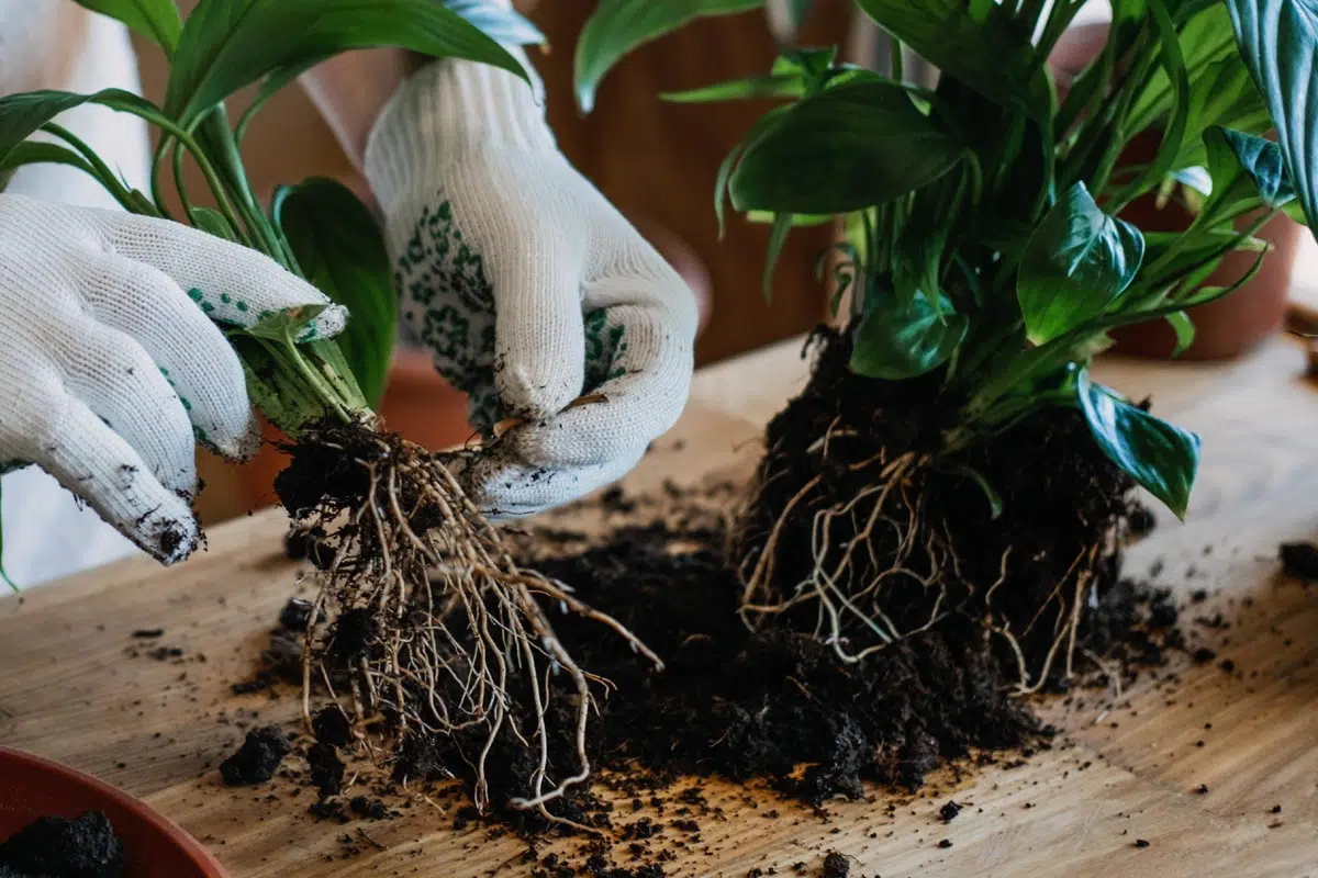 Plantation Spathiphyllum