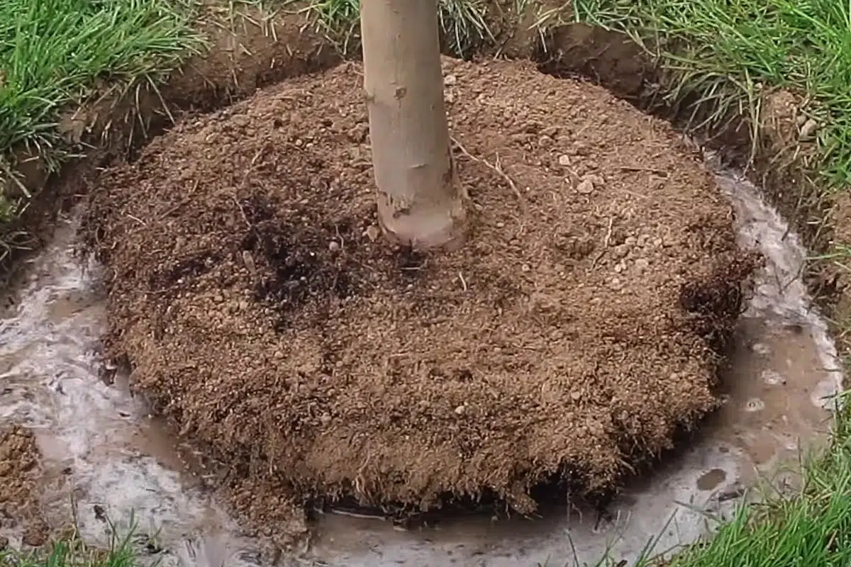 Trou de plantation arbuste