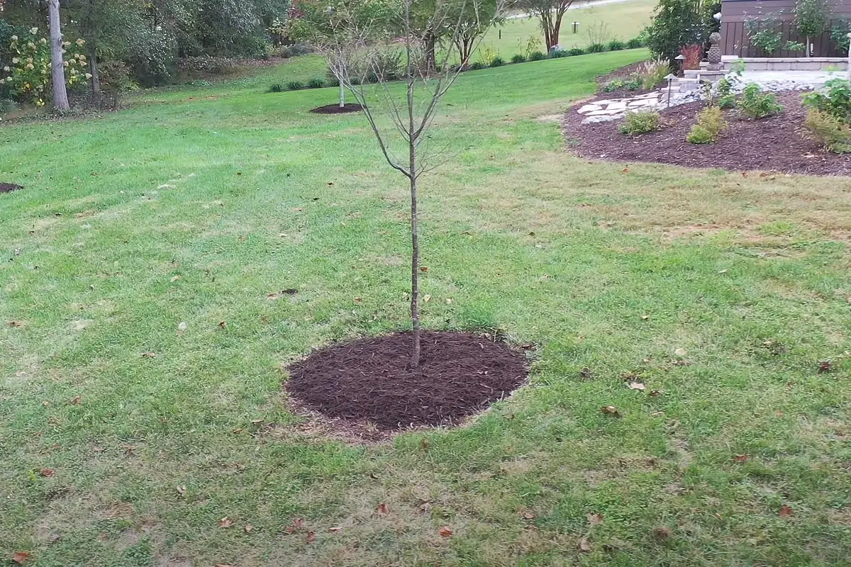 plantation arbuste en pleine terre