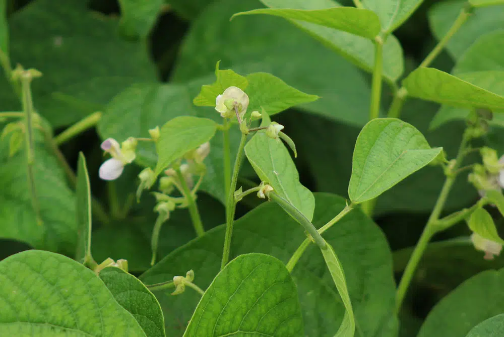 Plants de haricots