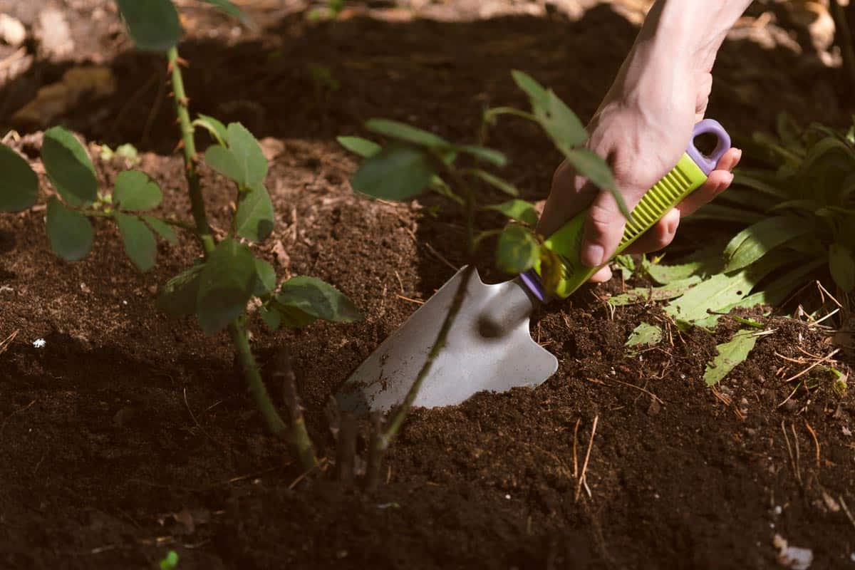 Comment réussir la plantation de ses rosiers