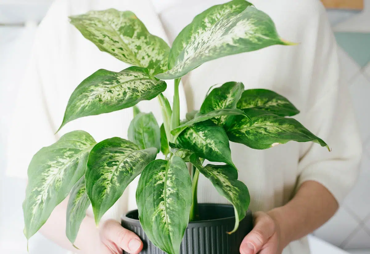 précaution avec la plante d'intérieur, la dieffenbachia