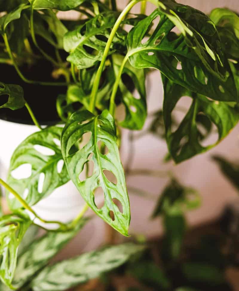 Monstera, la plante d'intérieur star des décorateurs