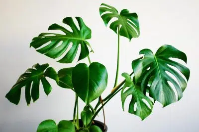 La Monstera : plante d'intérieur