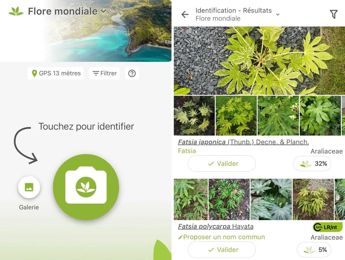 PlantNet, application pour reconnaître les plantes