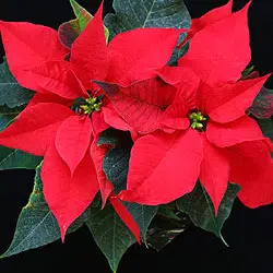 La sève du poinsettia.