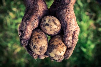 pomme de terre pour le bouturage