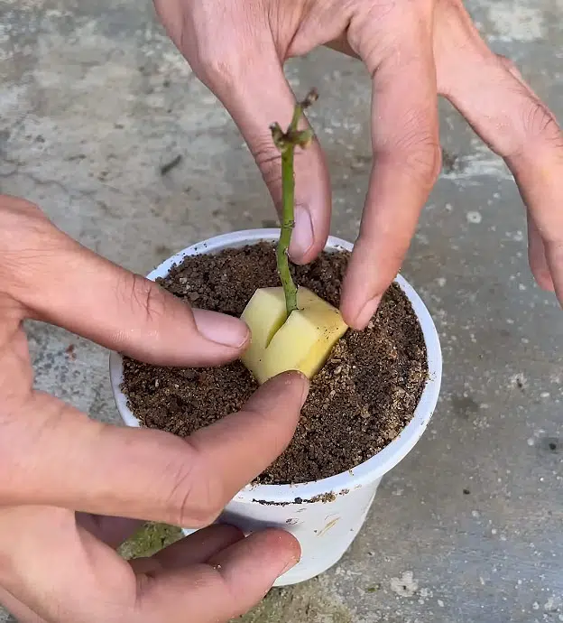 Plantation de la bouture