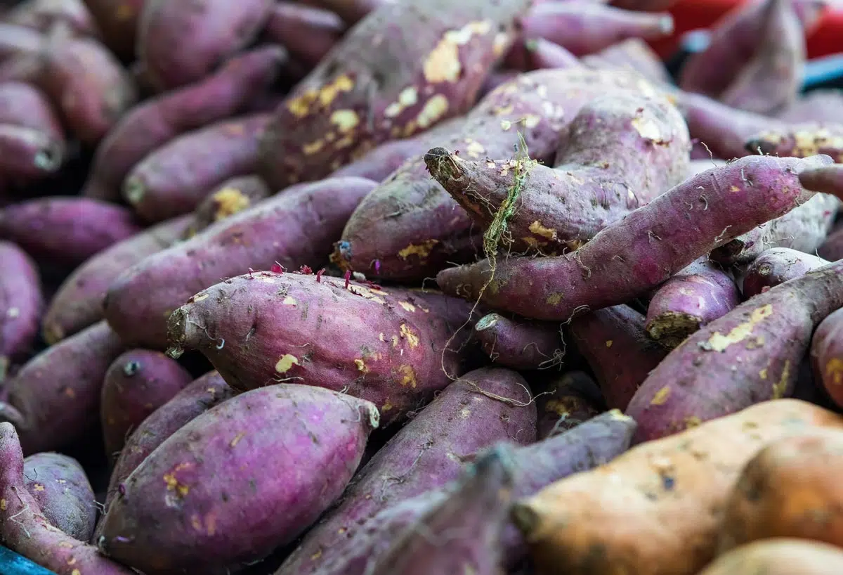 bienfaits de la pomme de terre Vitelotte