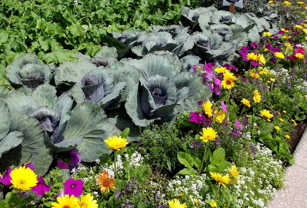 Potager entouré de plantes répulsives