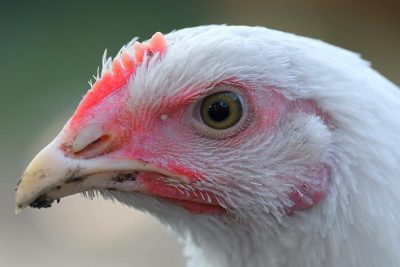 Comprendre les poules avec l'IA