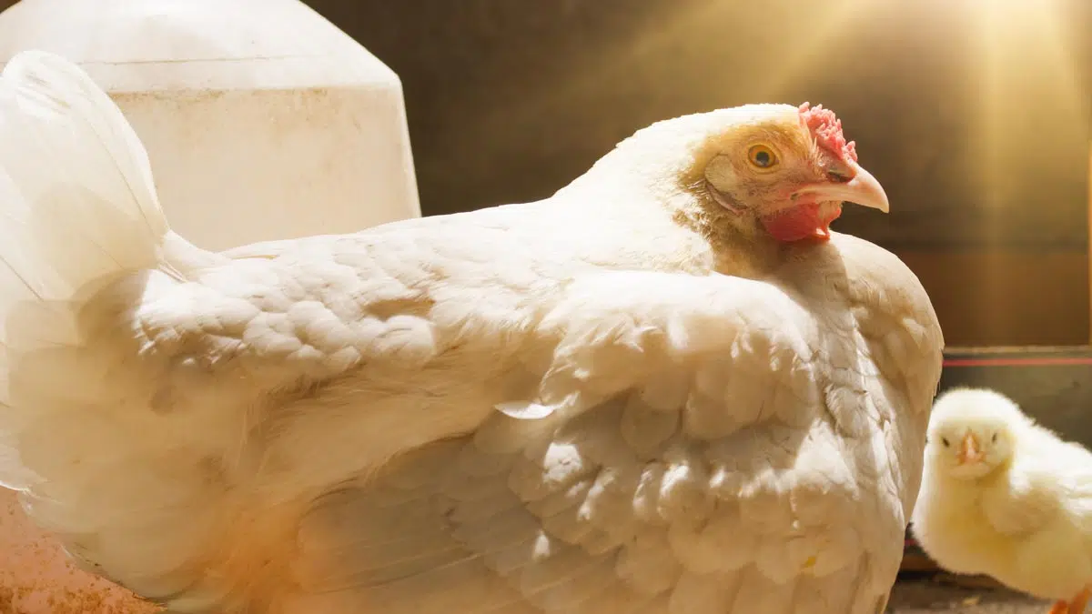 Poule, lumière et chaleur