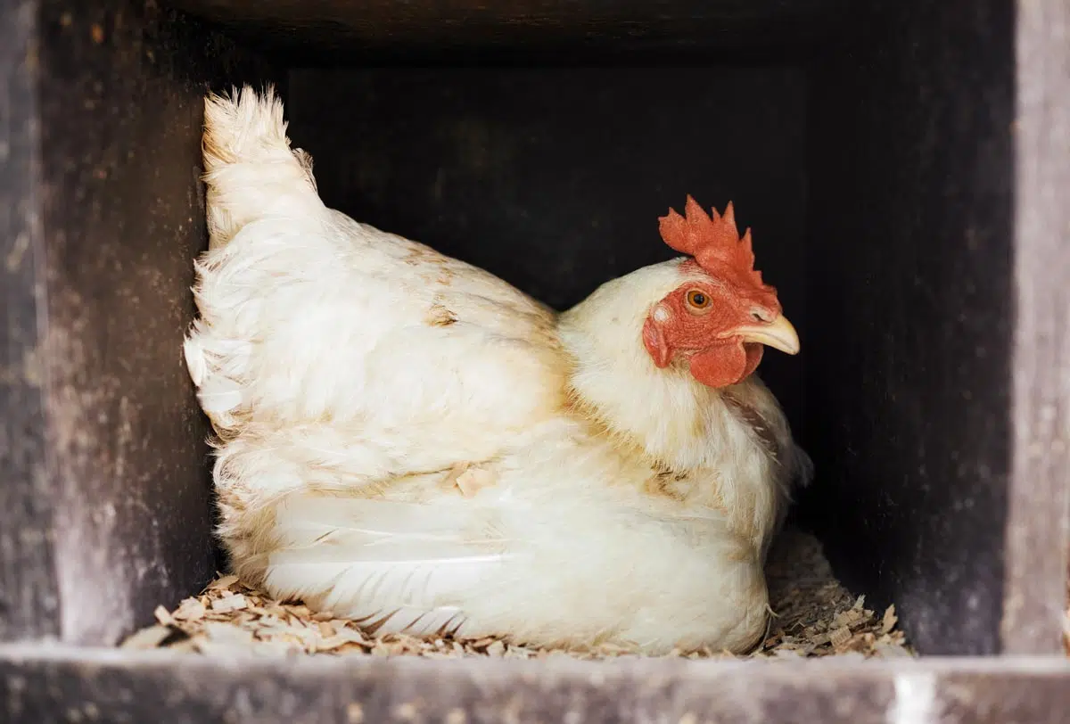 Poule pendant la ponte