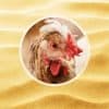 bain de sable pour les poules