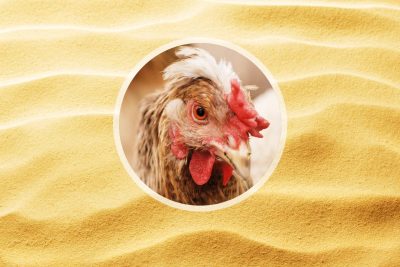 bain de sable pour les poules