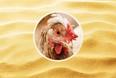 bain de sable pour les poules