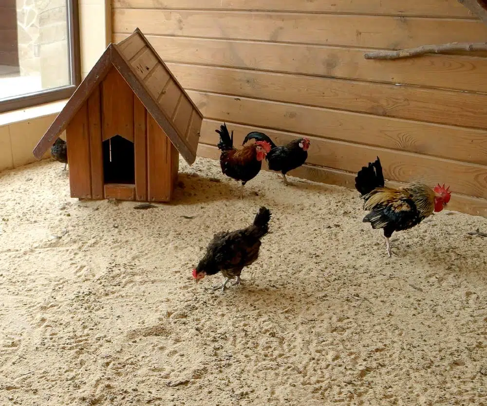 Utiliser du sable fin pour vos poules