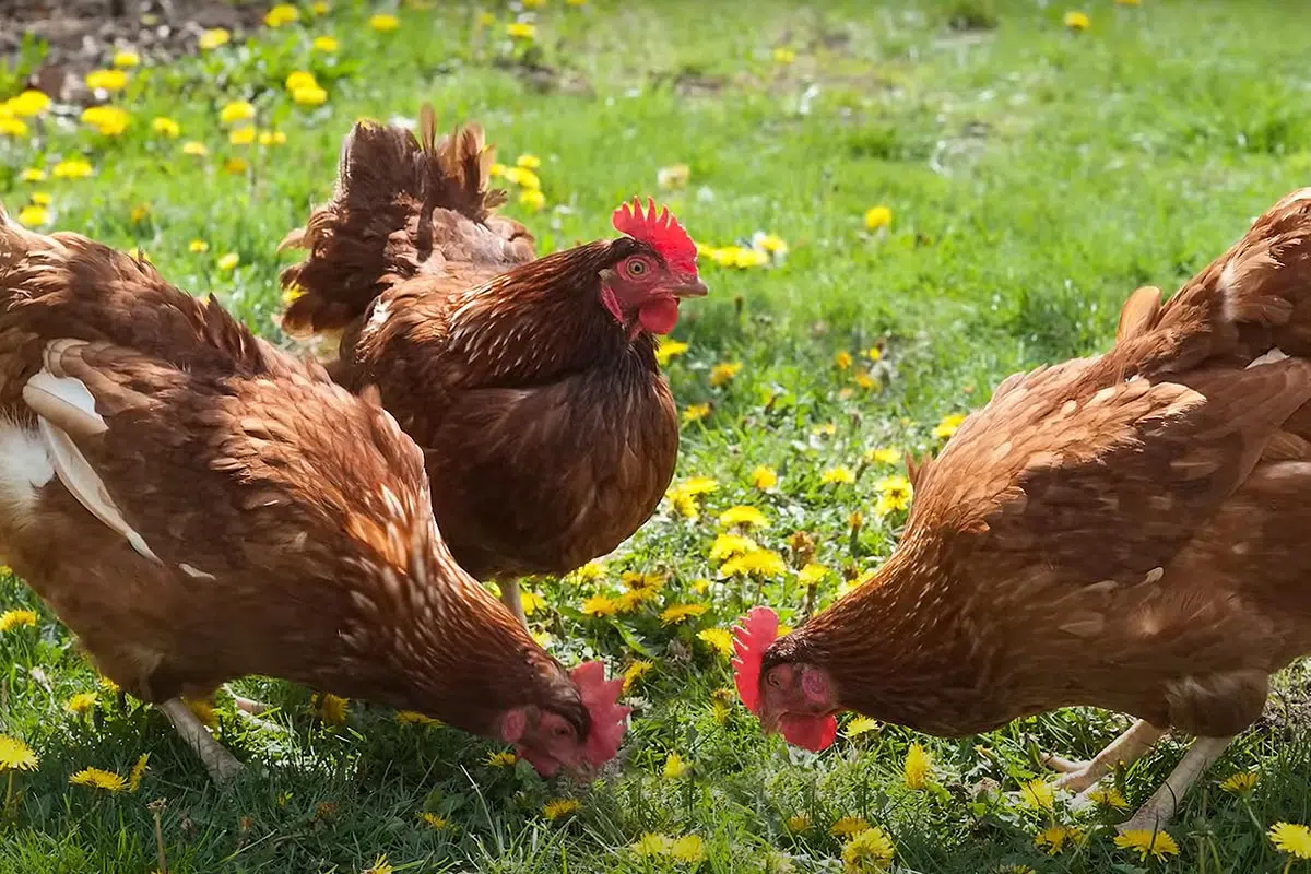 Chasse nourriture dans les feuilles