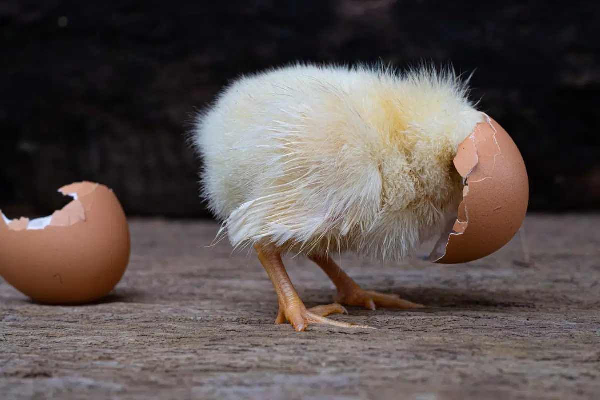 Poussin joue avec sa coquille