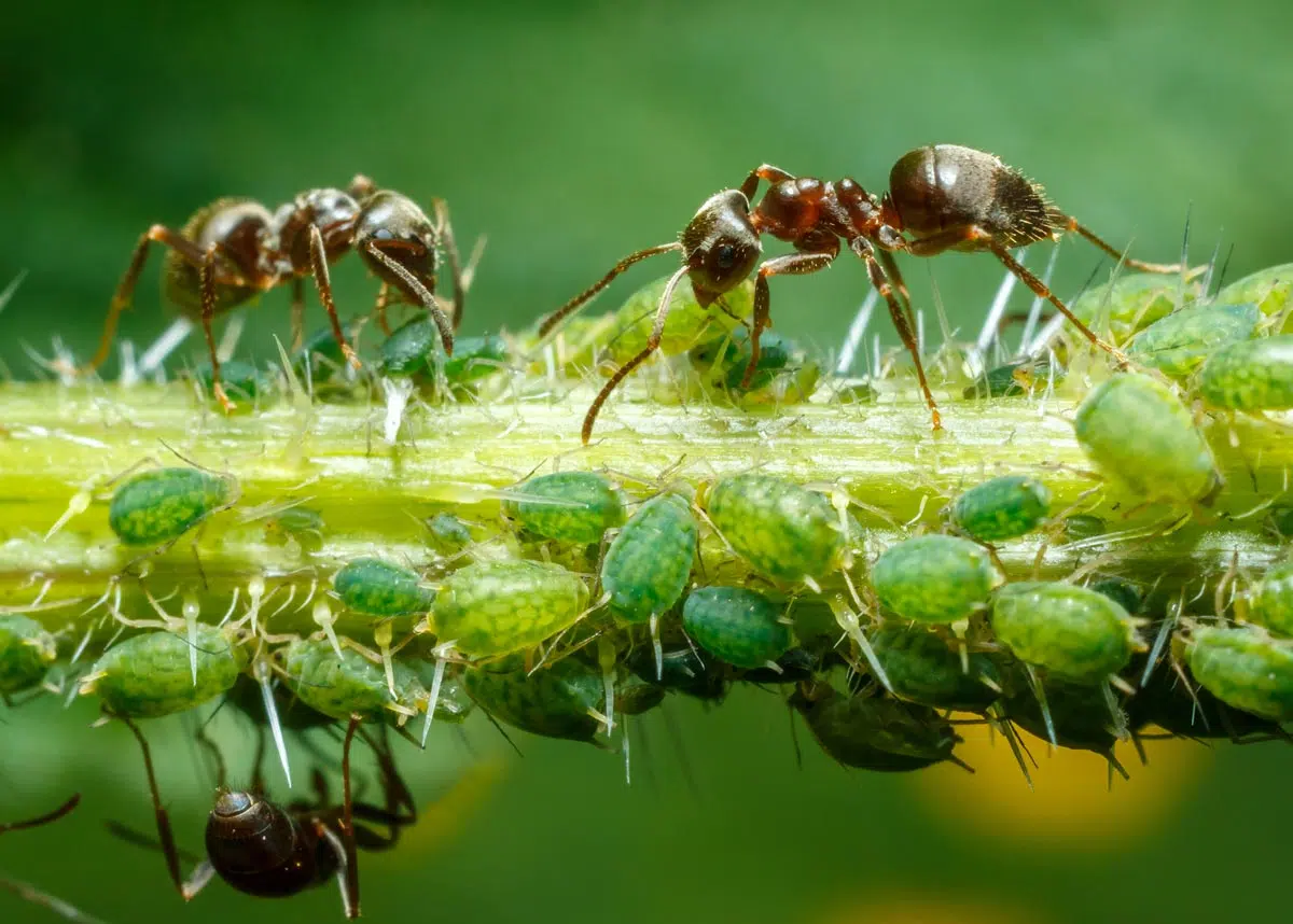 Fourmis et pucerons