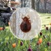 punaises de lit dans le jardin