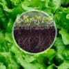 méthode infaillible pour des plantes vigoureuses