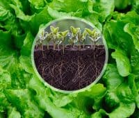 méthode infaillible pour des plantes vigoureuses