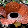 Rafflésia