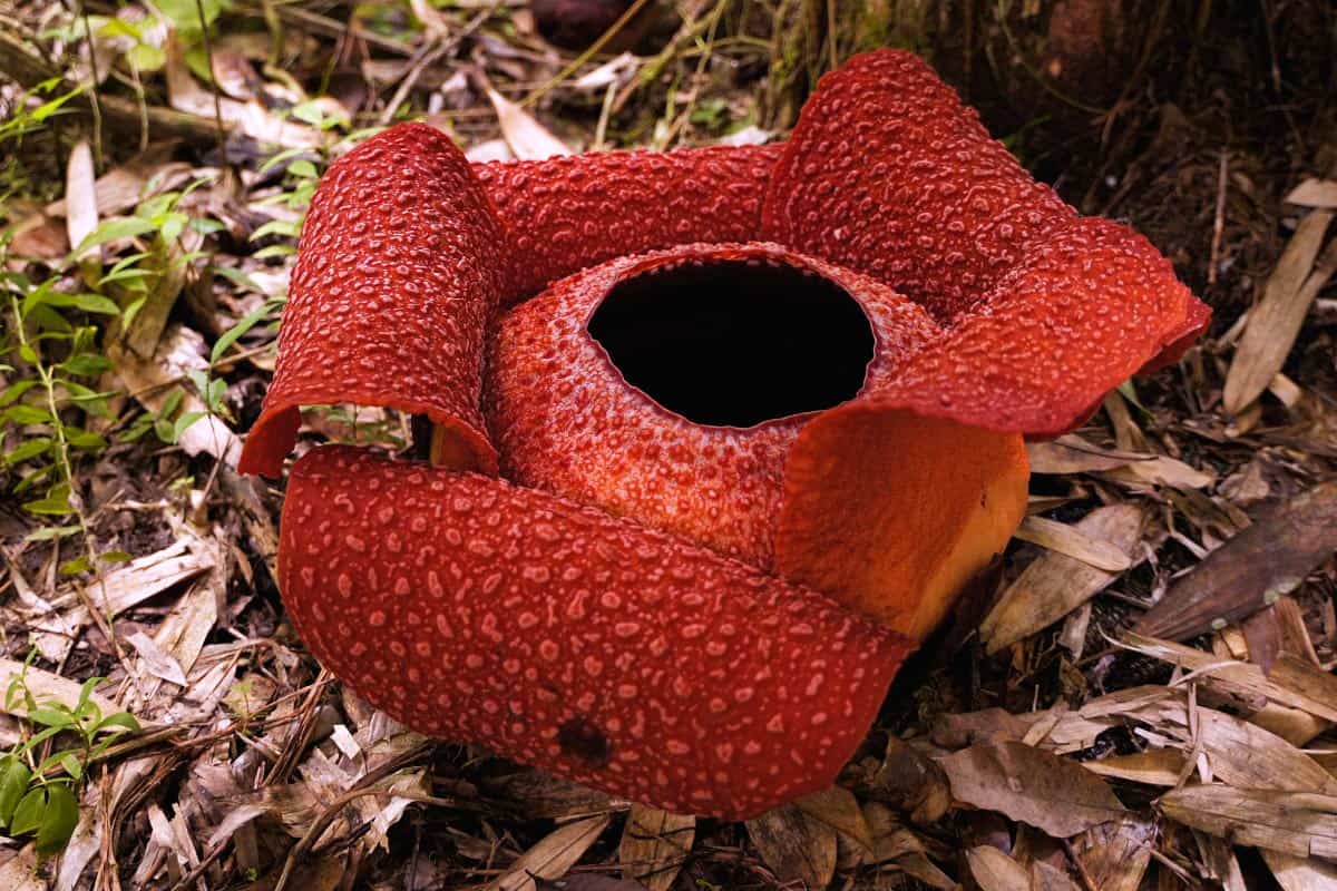 Rafflesia plante cadavre