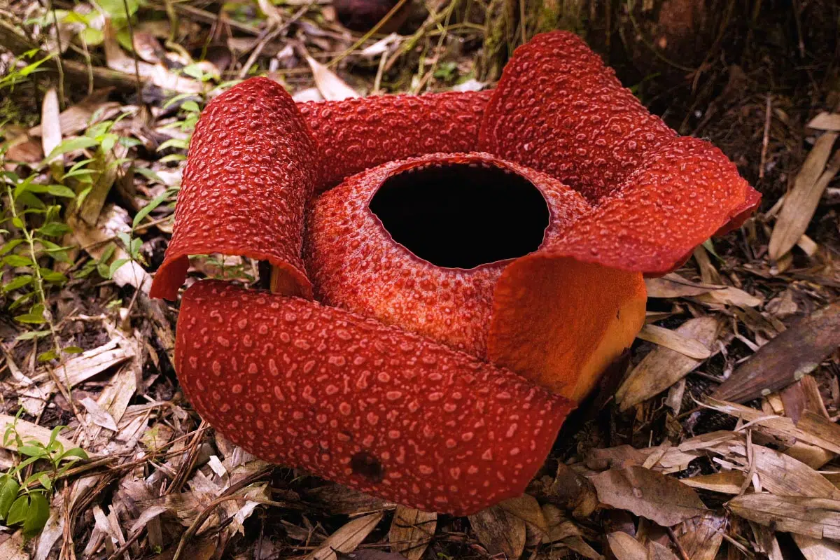 Rafflesia plante cadavre