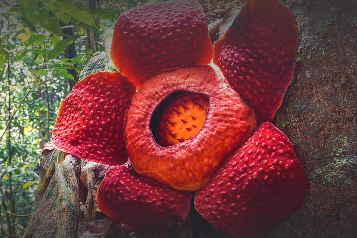 La fleur la plus grande du monde