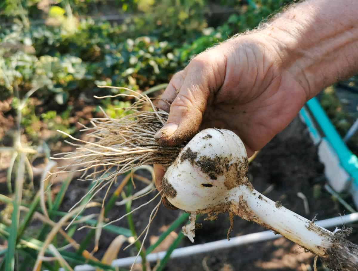 Récolte de l'ail en pot