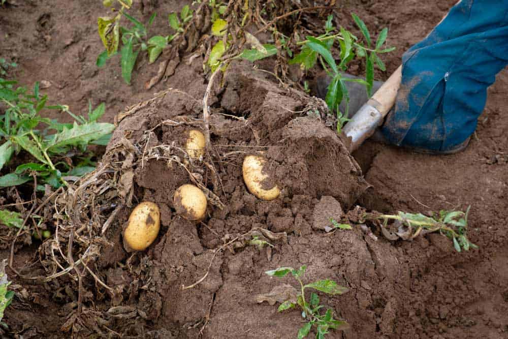 récolte des pommes de terre