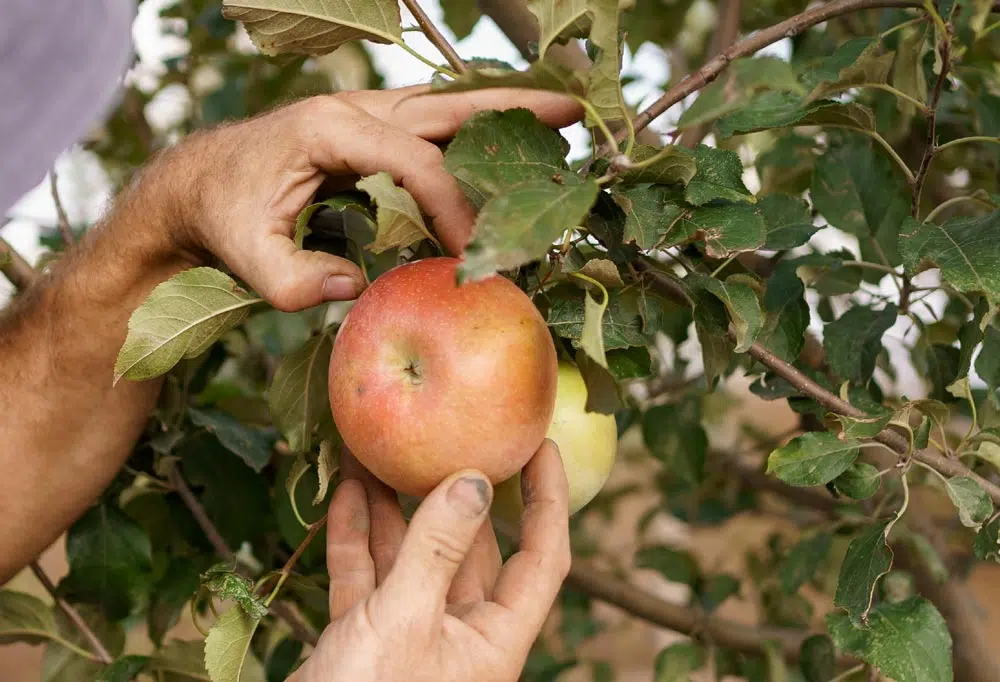 Bien récolter les pommes