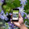 Application de reconnaissance de plantes
