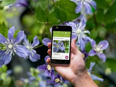 Application de reconnaissance de plantes