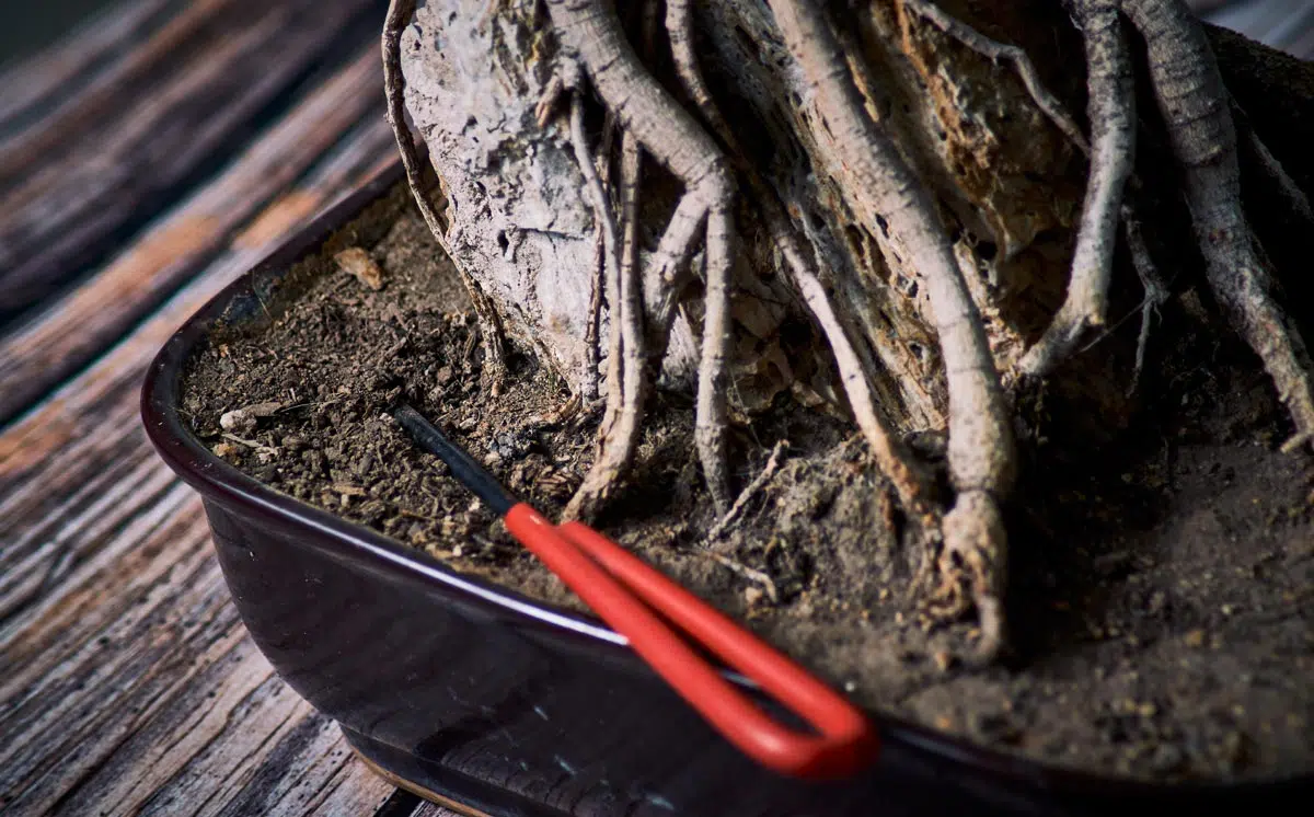 rempotage bonsai