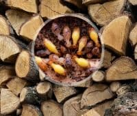 risques insoupçonnés d'un mauvais stockage du bois de chauffage