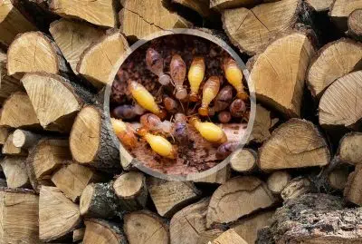 risques insoupçonnés d'un mauvais stockage du bois de chauffage