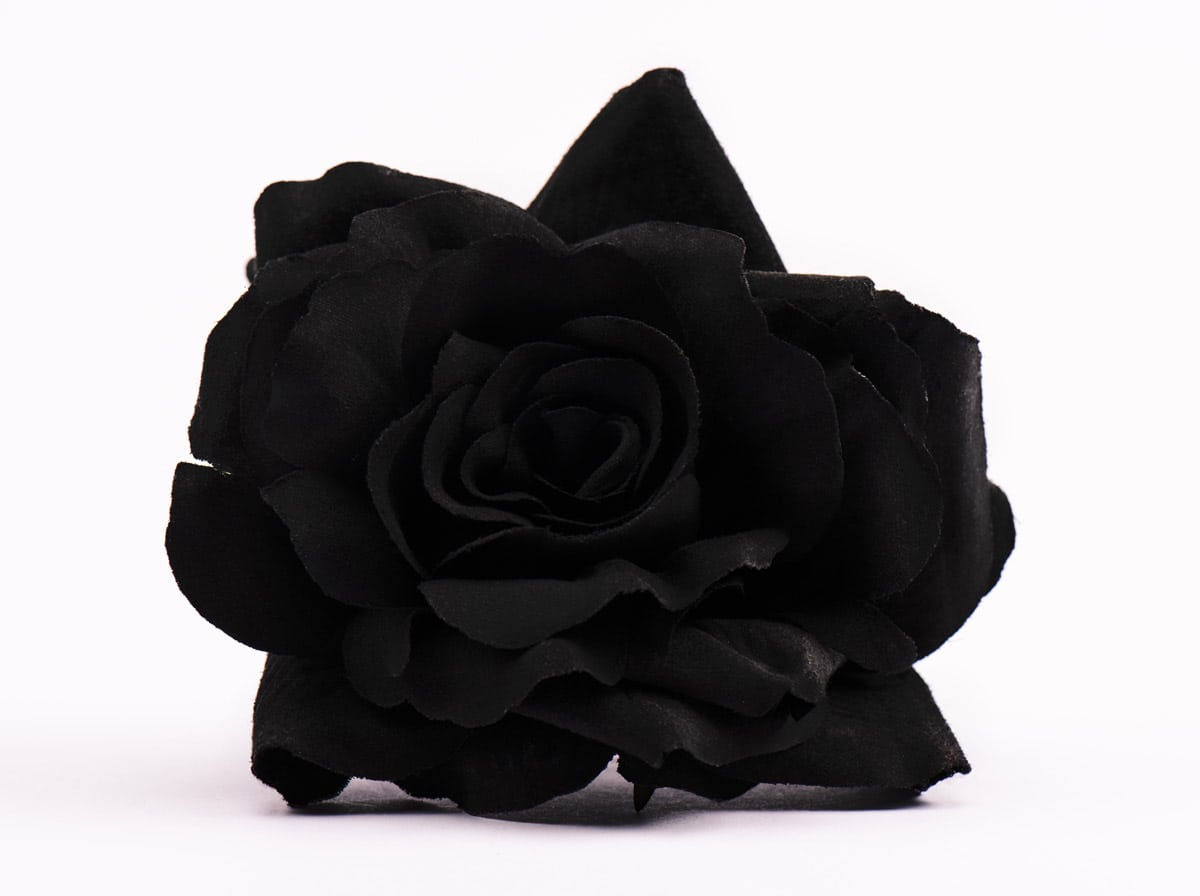 rose noire sur fond blanc