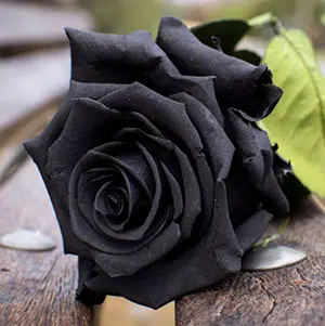 une rose noire