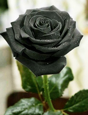 les roses noires de Halfeti