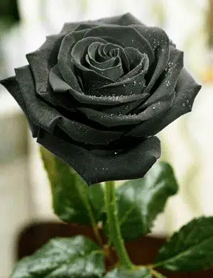 les roses noires de Halfeti