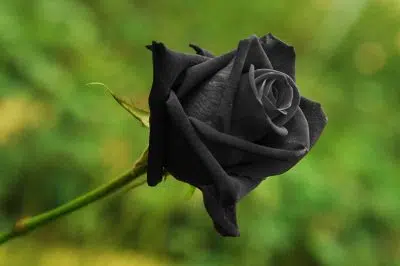 la rose noire