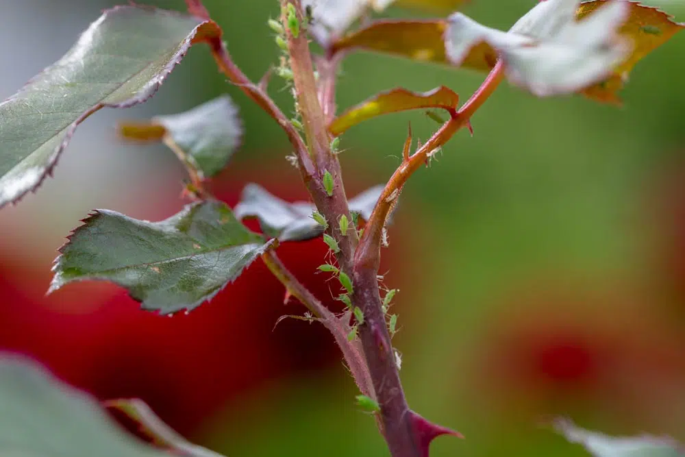 Pucerons verts dans les rosiers.