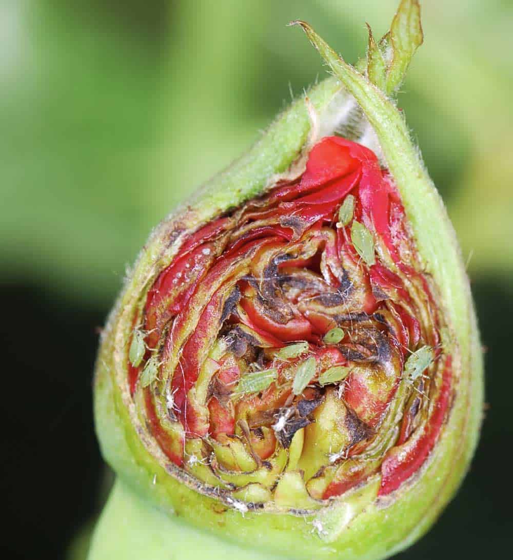 Pucerons verts sur un bouton de rose.