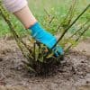 COnseils pour réussir la plantation de ses rosiers