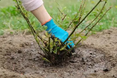 COnseils pour réussir la plantation de ses rosiers