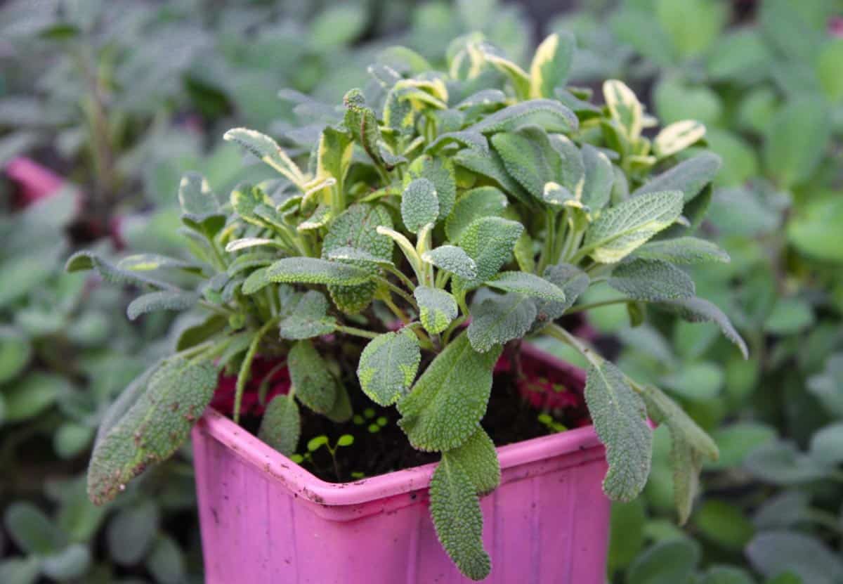 Sauge Salvia maxima