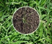 sol du potager de mauvaise qualité